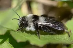 Description de l'image Andrena cineraria f20160417.jpg.