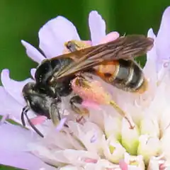 Description de l'image Andrena hattorfianaclef.jpg.