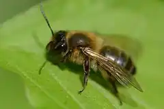 Description de l'image Andrena scotica f20150511.jpg.