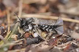 Stylops melittae mâle se reproduisant avec une femelle parasitant une abeille.