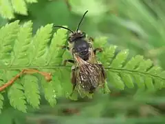 Description de l'image Andrena vicina (15).JPG.