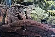 Photo couleur d'une salamandre géante dans un aquarium.