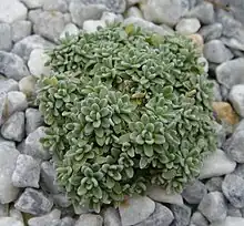 Androsace vandellii 1