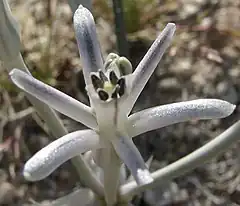 Description de l'image Androstephium breviflorum.jpg.