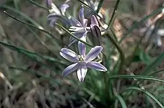 Description de l'image Androstephium coeruleum.jpg.