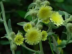 Andryale à feuilles entièresAndryala integrifolia