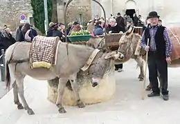 Ânes de Provence et leur maître.