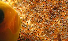 Le museau d'un poisson-clown fait face à une centaine d'œufs ovales orangés