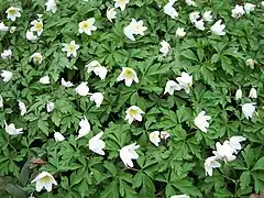 Anemone nemorosa