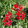 Forme rouge de Anemone hortensis var. pavonina