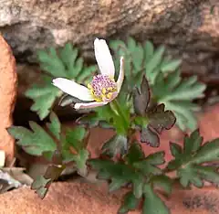 Description de l'image Anemone tuberosa 5.jpg.