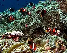 Un plan large d'un récif coloré et vivant montre une douzaines de poissons-clowns.
