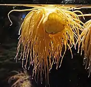 Anemonia viridis dans un aquarium de Gênes.