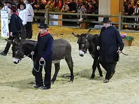 Présentation d'ânes bourbonnais au Salon international de l'agriculture 2010 à Paris.