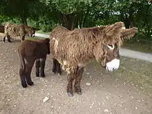 Dans un paddock, au premier plan se situe une ânesse et son petit dont la robe est encore foncée, alors qu'au second plan, on aperçoit un autre âne accompagné d'un autre équidé dont on n'aperçoit que les antérieurs et un bout de dos.