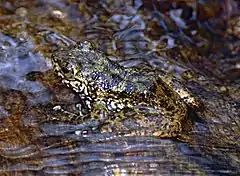 Description de l'image Angel's Madagascar Frog (Boehmantis microtympanum) (9631508946) (cropped).jpg.