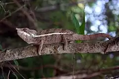 Description de l'image Angel's chameleon (Furcifer angeli).jpg.