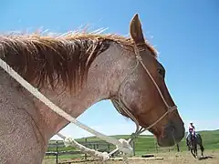 Tête d'un cheval roux et blanc.