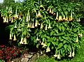 Brugmansia suaveolens.