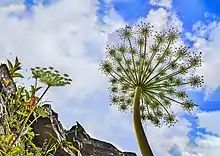 Vue de dessous, la corolle de la plante, faite de multiples ramifications rayonnantes, se détache sur le ciel.