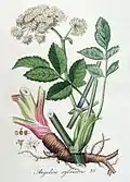 Angelica sylvestris, Christiaan Sepp dans le volume 4 de la Flora Batava, 1822.