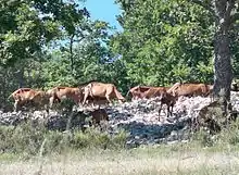 Troupeau de chèvres à Anglars, hameau de l'Hospitalet