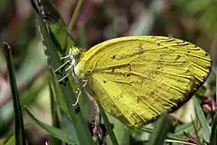 Description de l'image Angled grass yellow (Eurema desjardinsii marshalli).jpg.