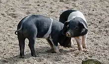 photo couleur montrant deux jeunes porcs noirs ceinturés de blanc au niveau des pattes avant.
