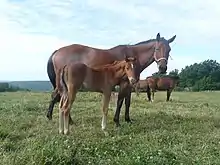 Dans un pré, une jument baie et son poulain alezan laissent voir leur profil droit mais regardent le photographe.