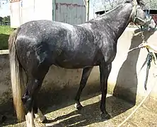 Photo en couleur d'un cheval à la robe grise mouillé avec un tuyau d'arrosage