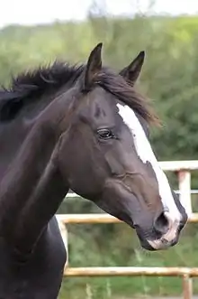 Profil droit d’une tête de cheval noir présentant une grande liste blanche.