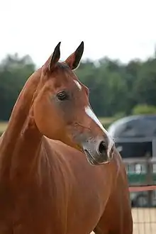 Profil droit d’un cheval bai aux traits très fins, la crinière n’apparaissant pas sur la photo.
