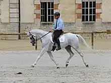 Dans une carrière, un cheval gris clair très fin monté par un homme portant une chemise bleue, un pantalon noir ainsi qu’un casque et des lunettes de soleil, présente un trot allongé.