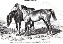 Gravure représentant dans un paysage de campagne deux chevaux à l'arrêt un gris au premier plan, et un cheval à la robe foncée au second plan, la tête baissée.