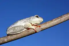 Description de l'image Angolan Reed Frog (Hyperolius parallelus).jpg.