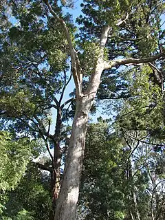 Description de l'image Angophora floribunda.jpg.