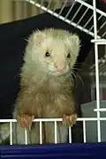 Furet angora