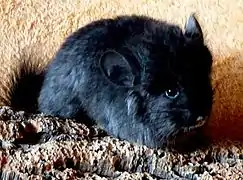 Chinchilla angora