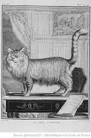Le Chat d'Angora, dessiné par Buvée.