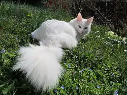 Un angora turc blanc