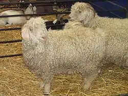 Chèvre angora