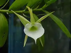 Description de l'image Angraecum_infundibulare.jpg.