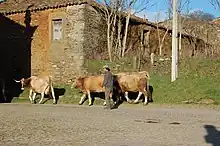 Vaches fauves à longues cornes rentrant dans un village.