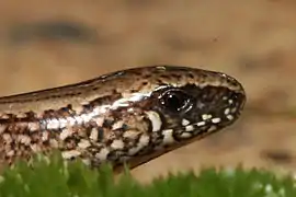 Les orvets sont des lézards dépourvus de pattes.