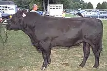 mâle noir uniforme sans cornes présenté à un concours de plein air par son propriétaire.