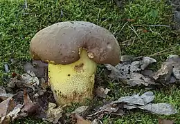 Boletus appendiculatus