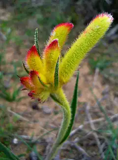 Description de l'image Anigozanthos humilis.jpg.