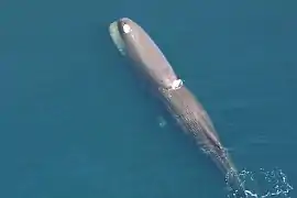 Cachalot nageant en surface, son petit aileron sortant de l'eau.