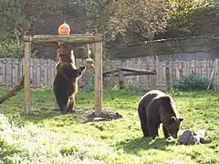 Enrichissement Halloween pour les ours