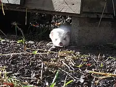 Furet albinos